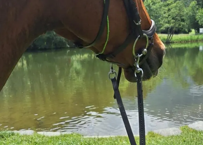 Appartamento Reiterhof Romanasa