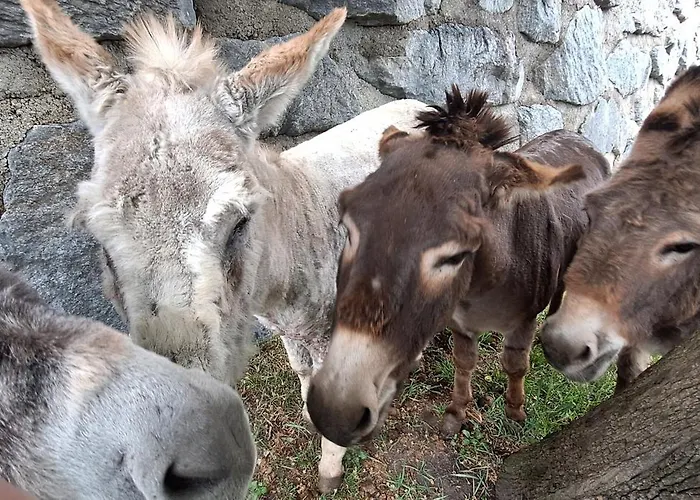 Reiterhof Romanasa Appartamento *